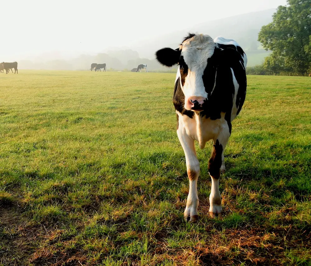 cow in field